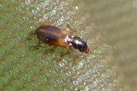 Anthracus consputus