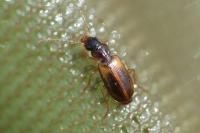 Anthracus consputus