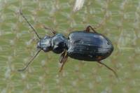 Bembidion