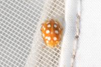 Halyzia sedecimguttata