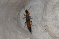Paederus