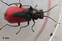 Malachius aeneus