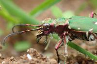 Cicindela campestris