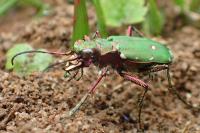 Cicindela campestris