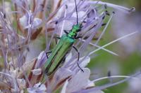 Oedemera