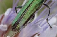 Oedemera