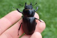 Lucanus cervus