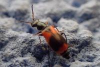 Anthocomus equestris