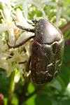 Potosia cuprea