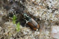 Bembidion testaceum