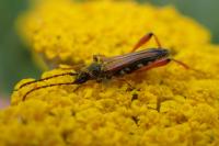 Stenopterus rufus
