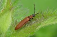 Denticollis rubens