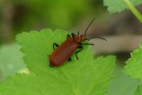Pyrochroa serraticornis