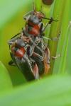 Cantharis rustica