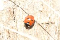 Coccinella septempunctata