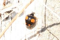 Harmonia axyridis