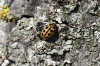 Tytthaspis sedecimpunctata