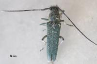 Opsilia coerulescens