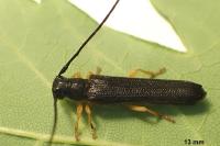 Oberea linearis