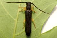 Oberea linearis