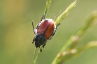 Anisoplia villosa