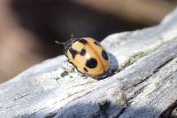 Coccinella hieroglyphica