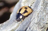 Coccinella hieroglyphica