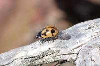 Coccinella hieroglyphica
