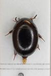 Coelostoma orbiculare