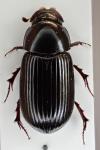 Acrossus rufipes