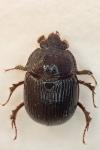 Odonteus armiger