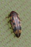 Orchesia undulata