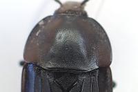 Silpha tristis