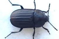 Silpha tristis