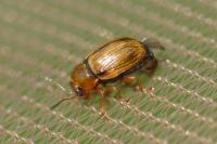 Cryptocephalus pusillus