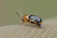 Cryptocephalus pusillus