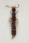 Neobisnius villosulus