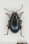Chaetocnema mannerheimii
