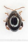 Apteropeda globosa