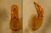 Apteropeda globosa