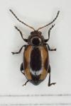Phyllotreta tetrastigma