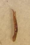 Phyllotreta tetrastigma
