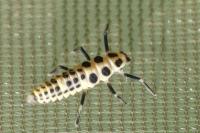 Calvia decemguttata