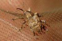 Curculio venosus
