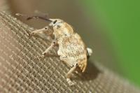 Curculio venosus