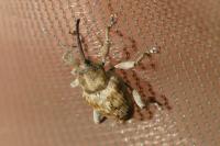 Curculio venosus
