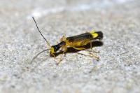 Malthinus flaveolus
