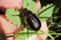 Amphimallon atrum