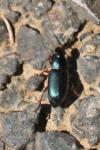 Ophonus azureus