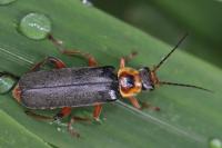 Cantharis nigricans